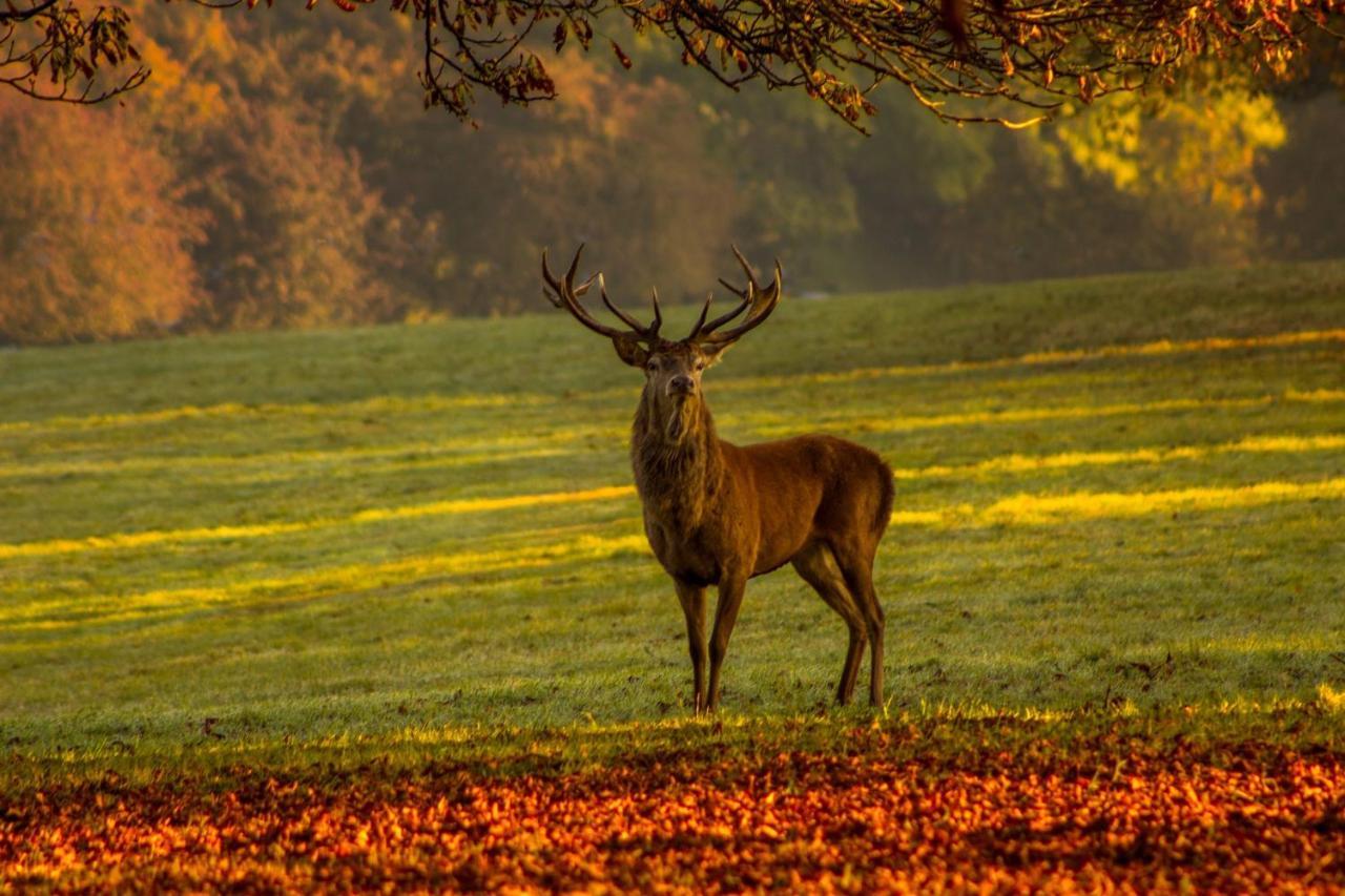 Les 12 Bois Du Cerf Villa Tailles Kültér fotó