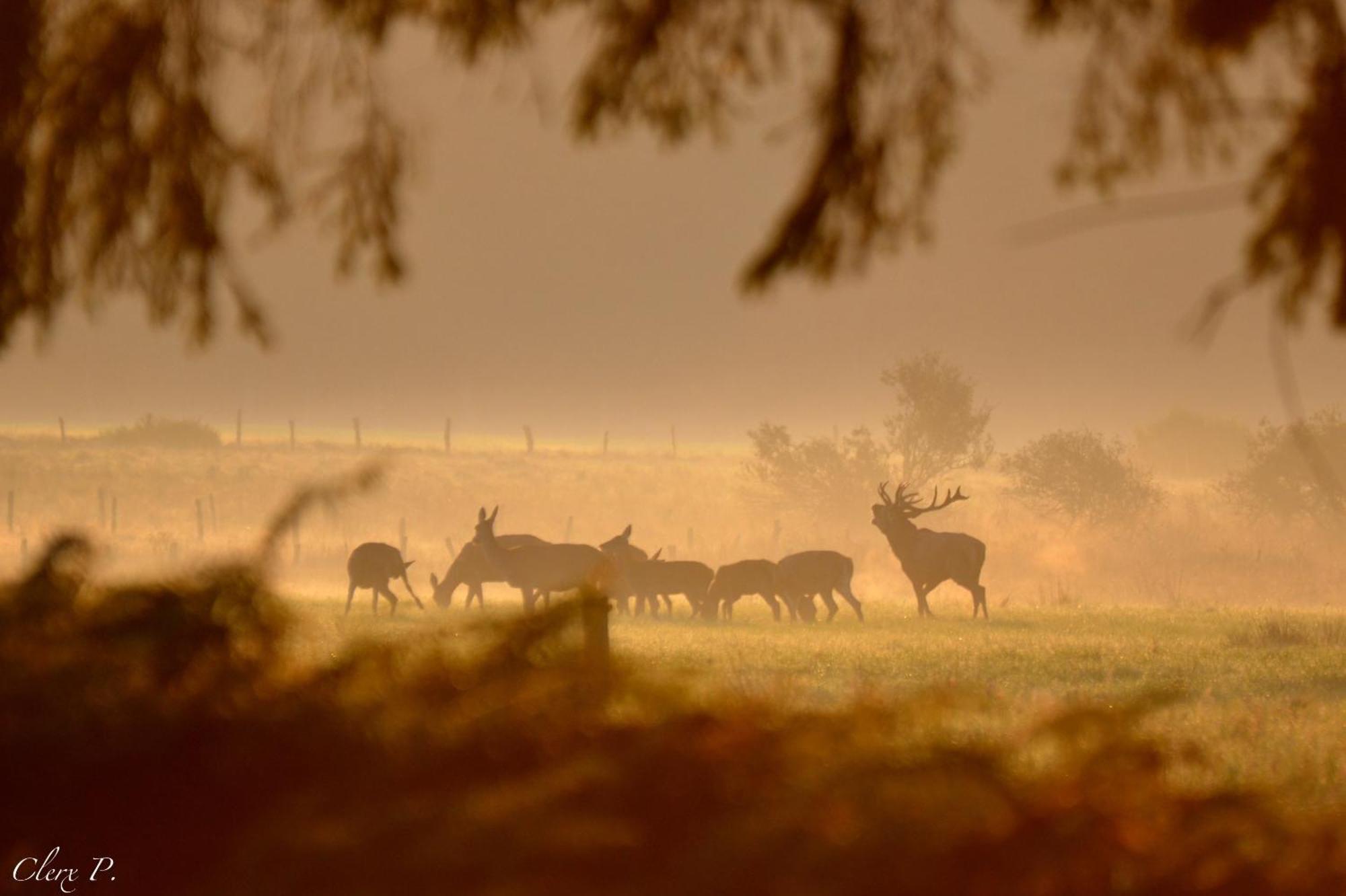 Les 12 Bois Du Cerf Villa Tailles Kültér fotó