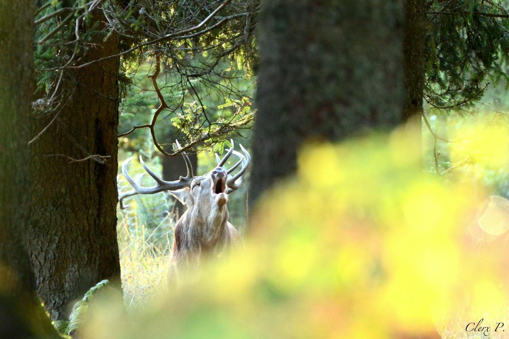 Les 12 Bois Du Cerf Villa Tailles Kültér fotó