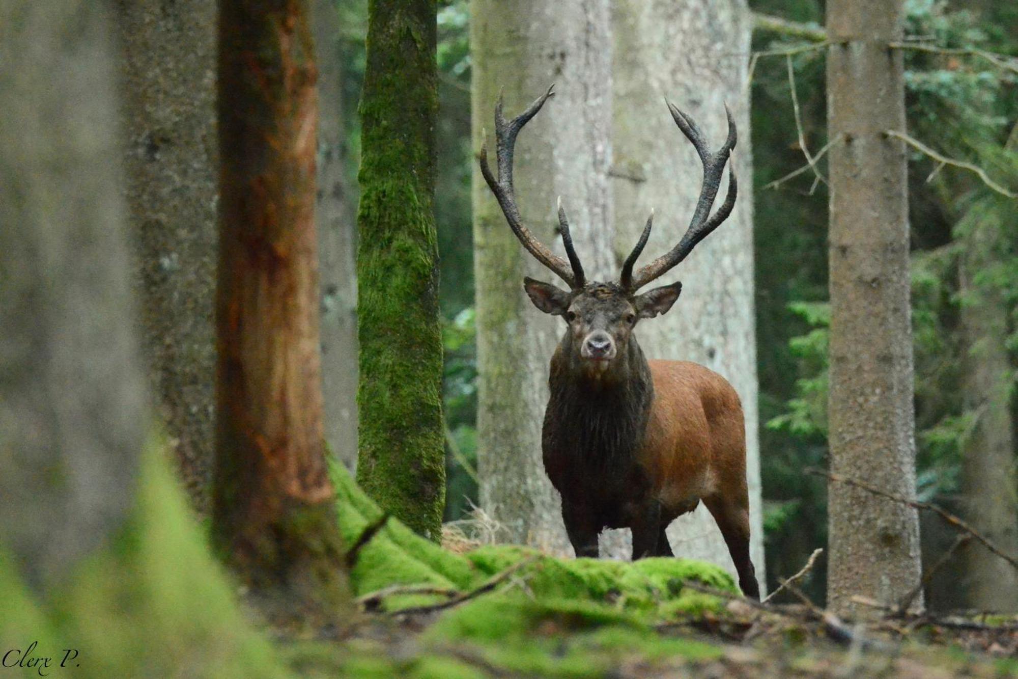 Les 12 Bois Du Cerf Villa Tailles Kültér fotó